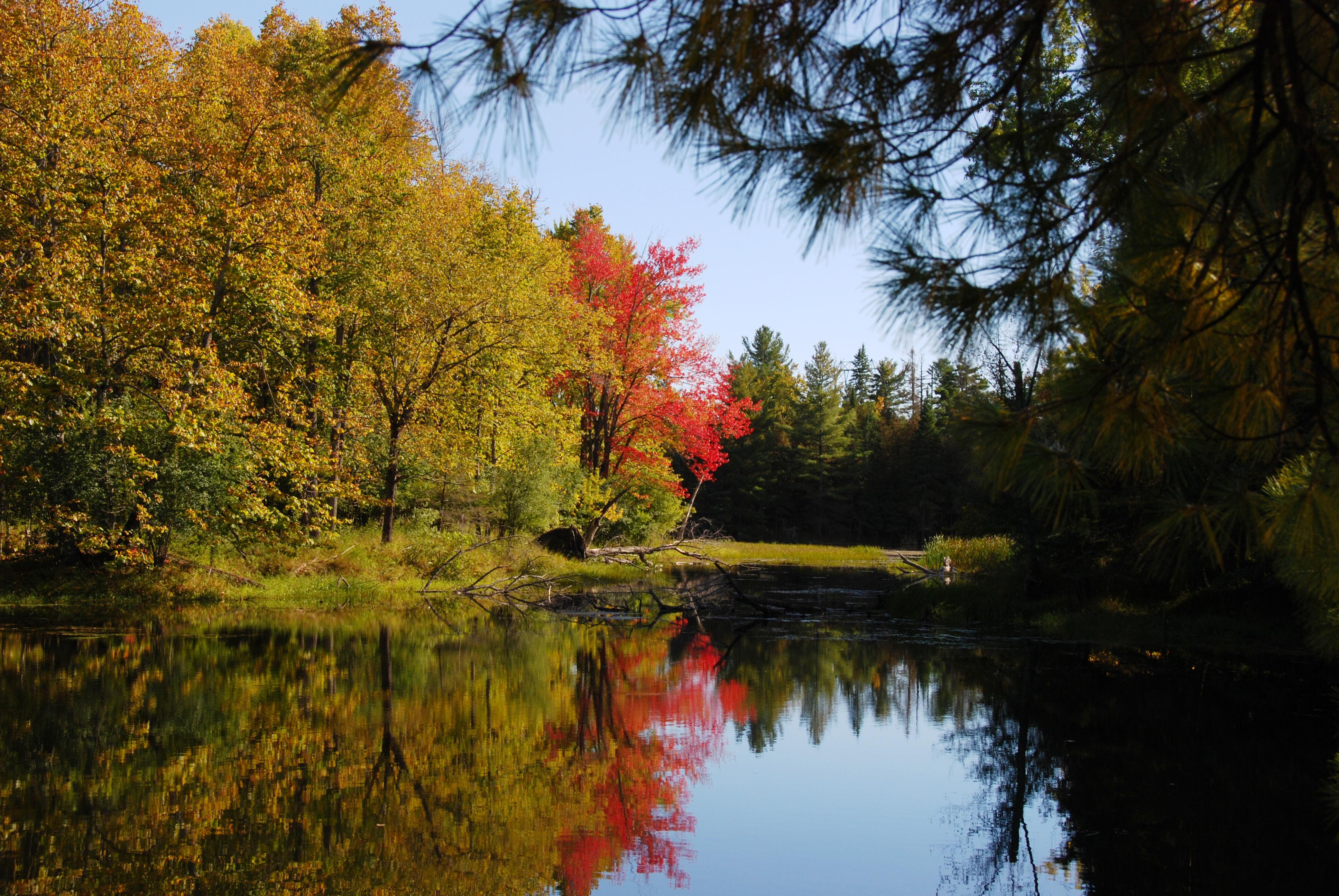 Small lake in forest.